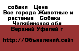 собаки › Цена ­ 2 500 - Все города Животные и растения » Собаки   . Челябинская обл.,Верхний Уфалей г.